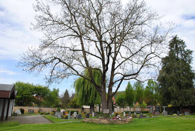 Urnenbaumgräber auf einem Friedhof